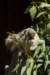 koala2_small.jpg