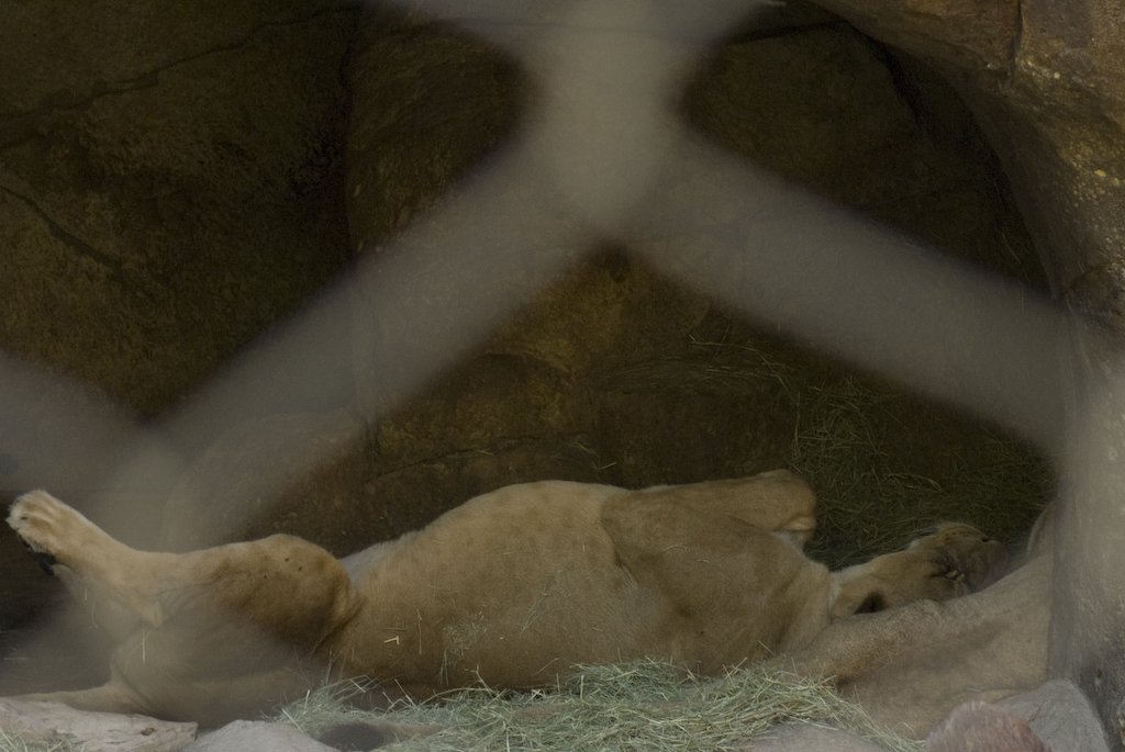 lioness.jpg