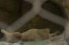lioness_small.jpg