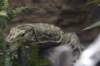 lizard_small.jpg