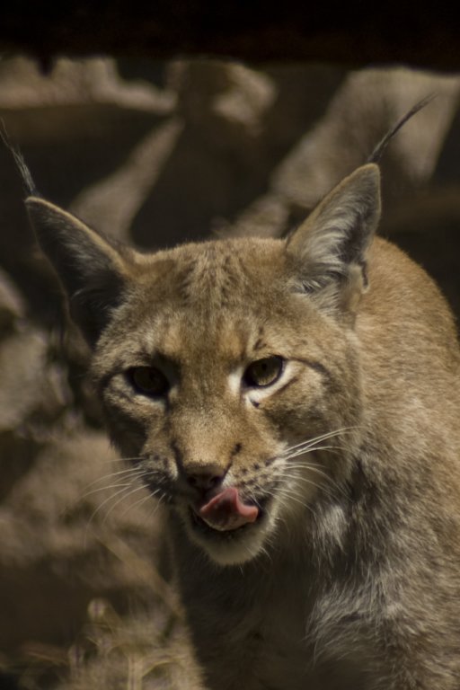 lynx2.jpg