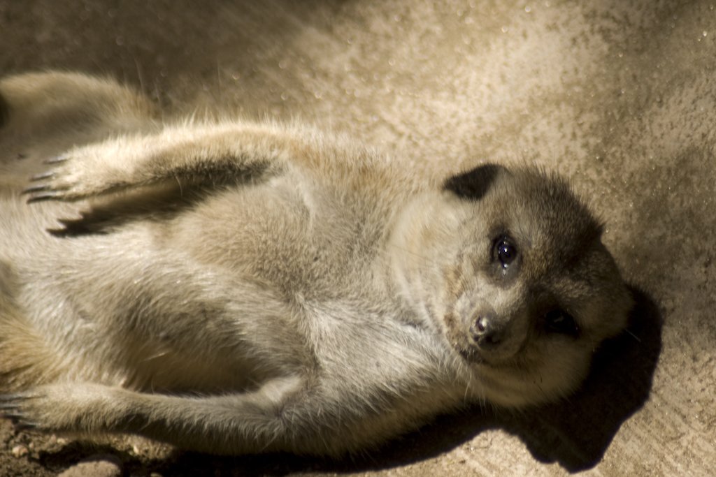 meerkat.jpg