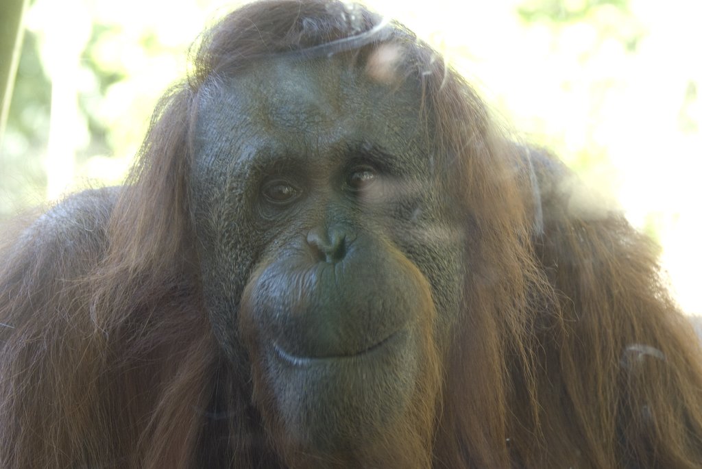 orangatang.jpg