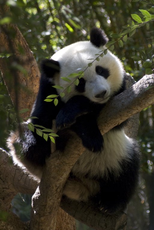 panda.jpg