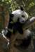 panda_small.jpg