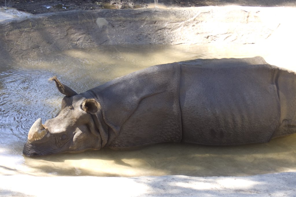 rhino.jpg