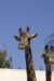sandiego20078945_small.jpg