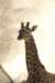 sandiego20078978_small.jpg