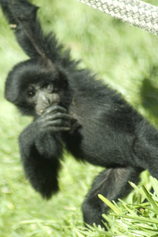 sandiego20079332.jpg