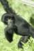 sandiego20079332_small.jpg