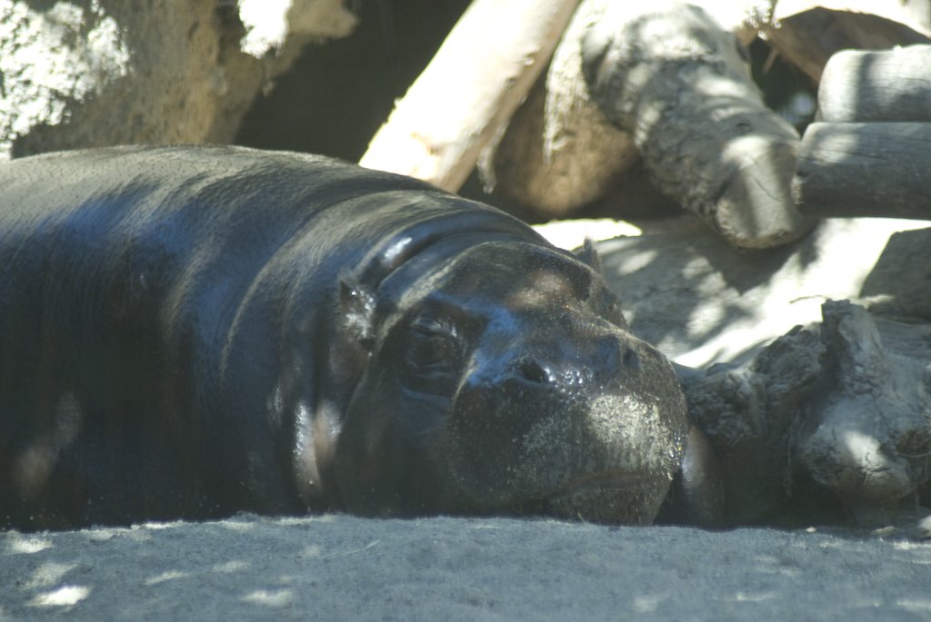 sleepingdwarfhippo.jpg