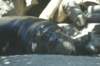 sleepingdwarfhippo_small.jpg