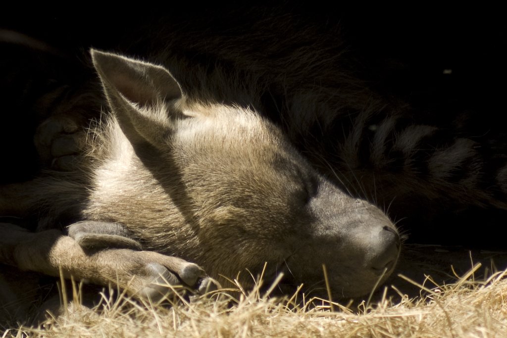 sleepinghyena.jpg
