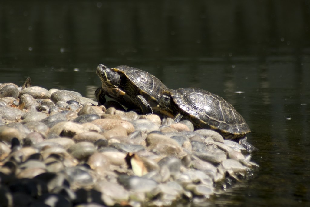 turtles.jpg
