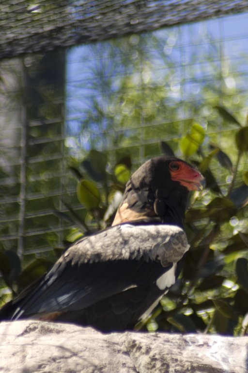 vultureofsorts.jpg