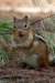 chipmunk2_small.jpg