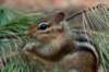 chipmunk_small.jpg