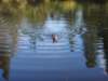 jakeswimming_small.jpg