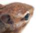 theeyeofthechipmunk_small.jpg
