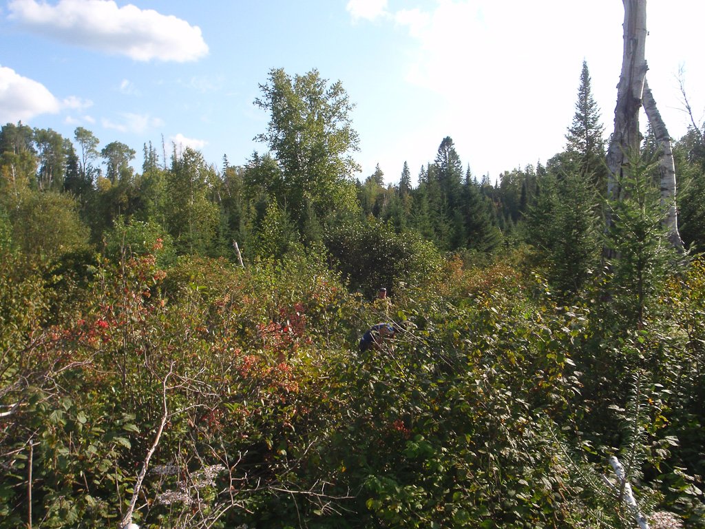thickbrush.jpg