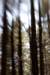 trippytrees_small.jpg