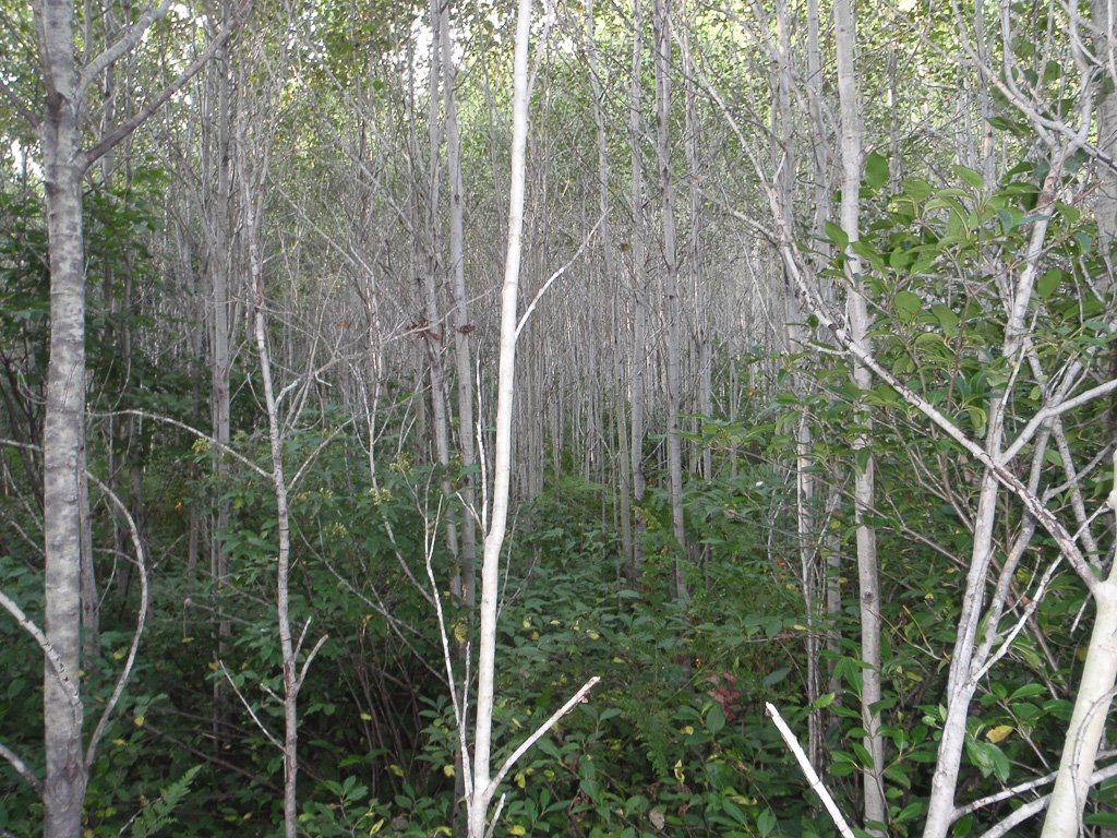 youngbirchforest.jpg