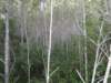 youngbirchforest_small.jpg