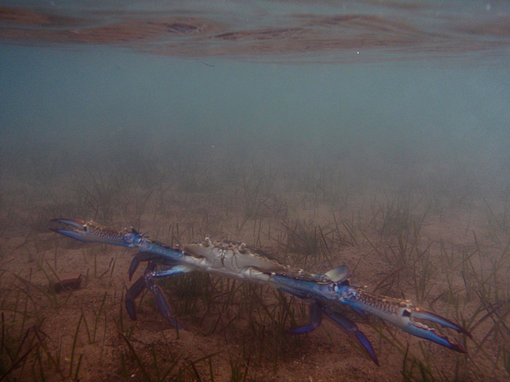 bluecrab.jpg