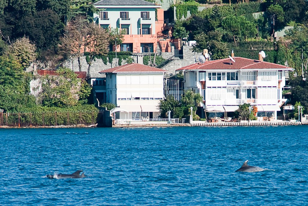 dolphinsinthebosphorus2.jpg