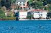 dolphinsinthebosphorus2_small.jpg