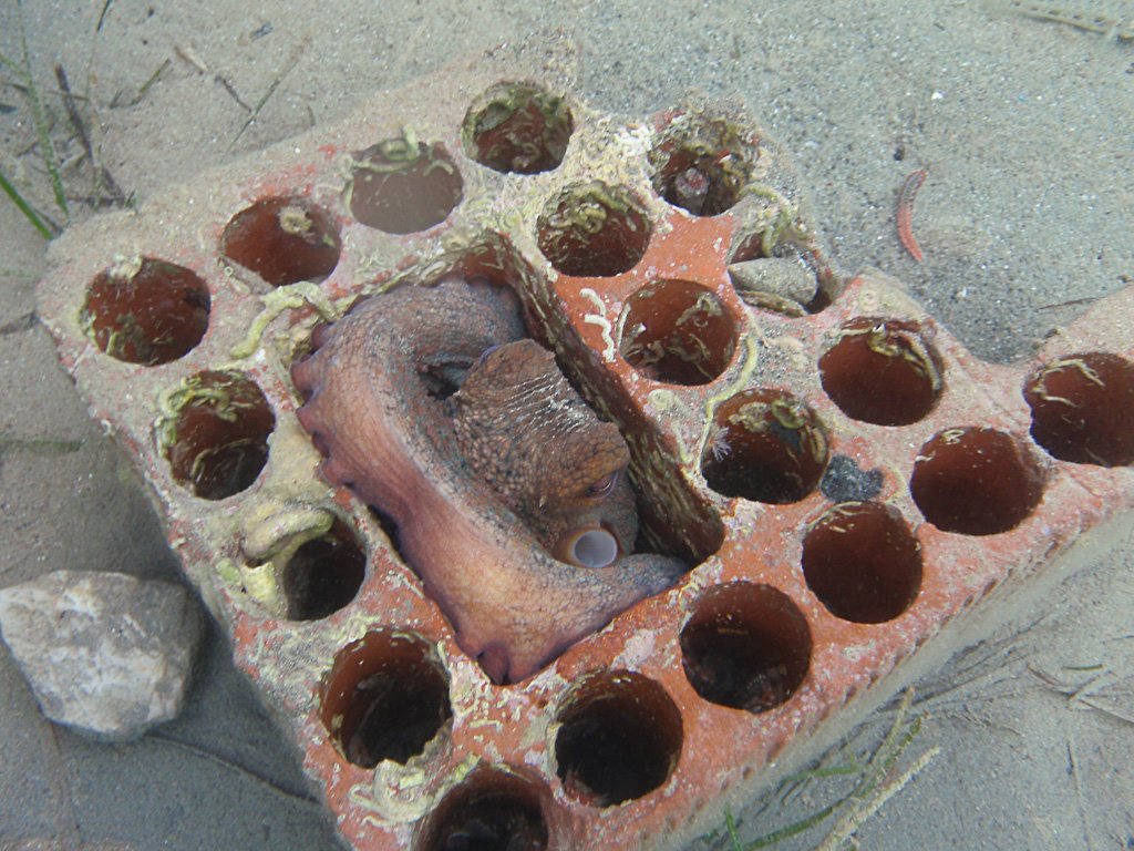 octopus.jpg