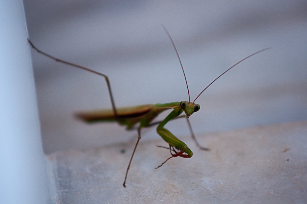 prayingmantis.jpg