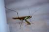 prayingmantis_small.jpg