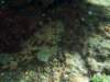 rockfish_small.jpg