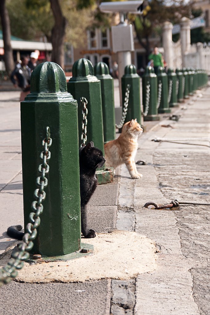 turkishcats.jpg