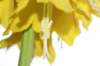anotherflower_small.jpg