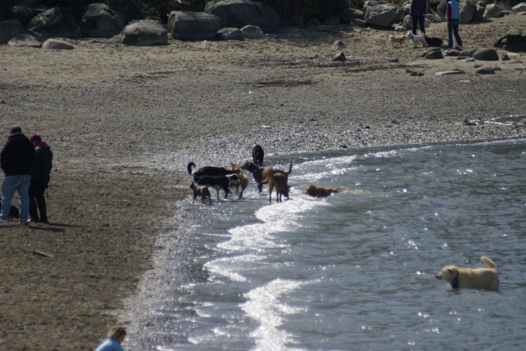 dogsatthebeach.jpg
