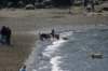 dogsatthebeach_small.jpg