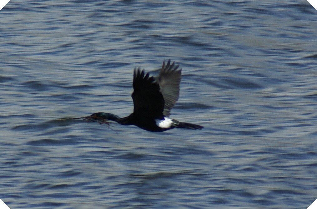 flyingbird.jpg