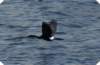 flyingbird_small.jpg