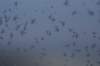 icecrystals_small.jpg