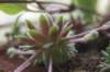 smallcactus_small.jpg