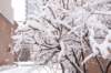 winterwonderland_small.jpg